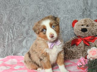 Australian Shepherd dogs Kiwi - Ad 34