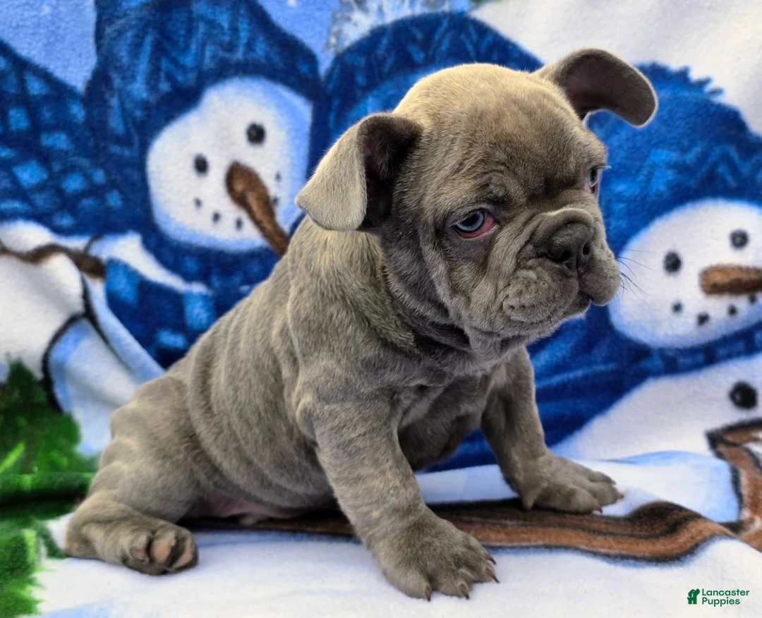French Bulldog dogs for sale: Hunter - Ad 7