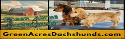 Miniature Dachshund dogs for sale: Blondie - Ad 4