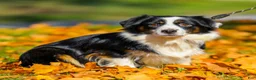 Miniature Australian Shepherd dogs for sale: April - Ad 5