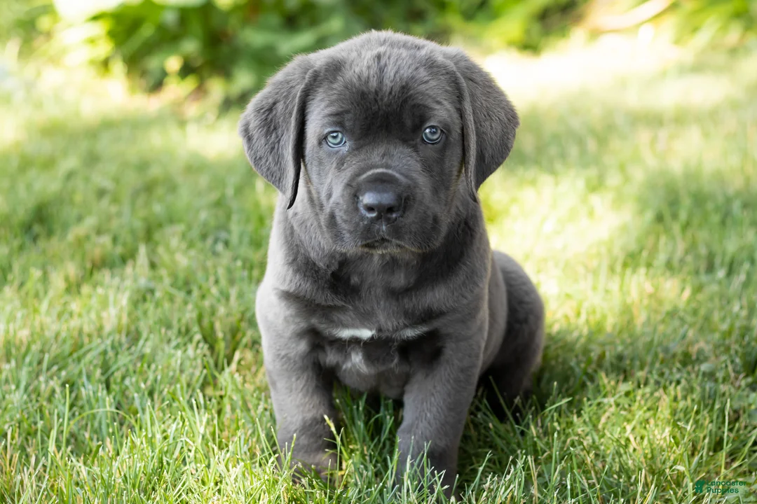Cane Corso dogs for sale: Millie  - Ad 1