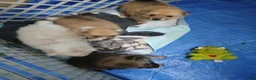Pomeranian dogs for sale: Elsa  - Ad 3