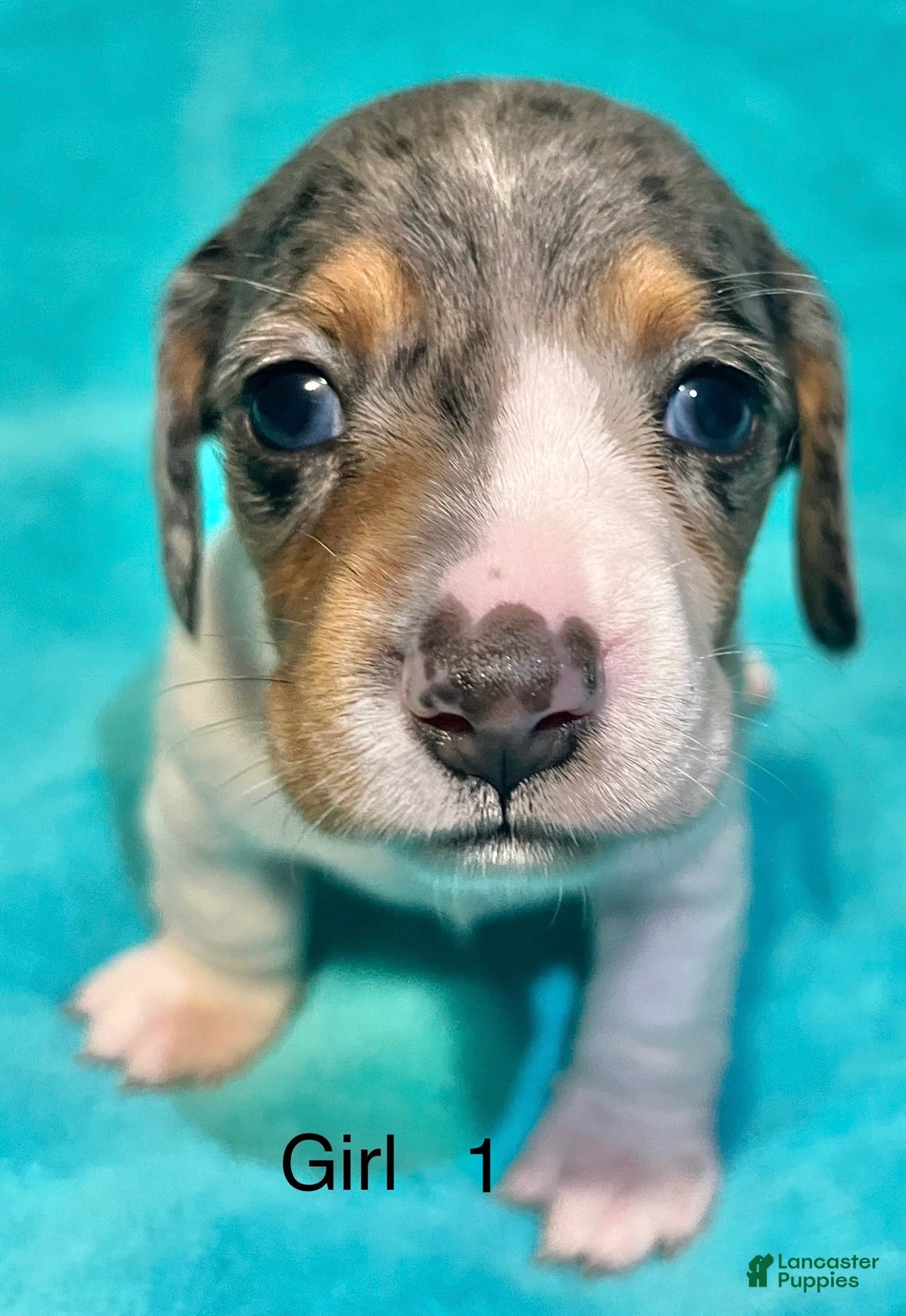 Miniature Dachshund dogs for sale: Miniature Dachshund Puppy 1 - Ad 1