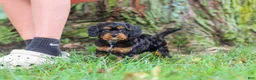 Cavapoo dogs for sale: Kai - Ad 15