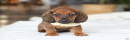 Miniature Dachshund dogs for sale: Pepperoni - Ad 1