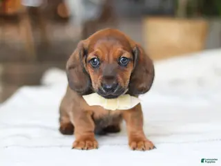 Miniature Dachshund dogs Pepperoni - Ad 4