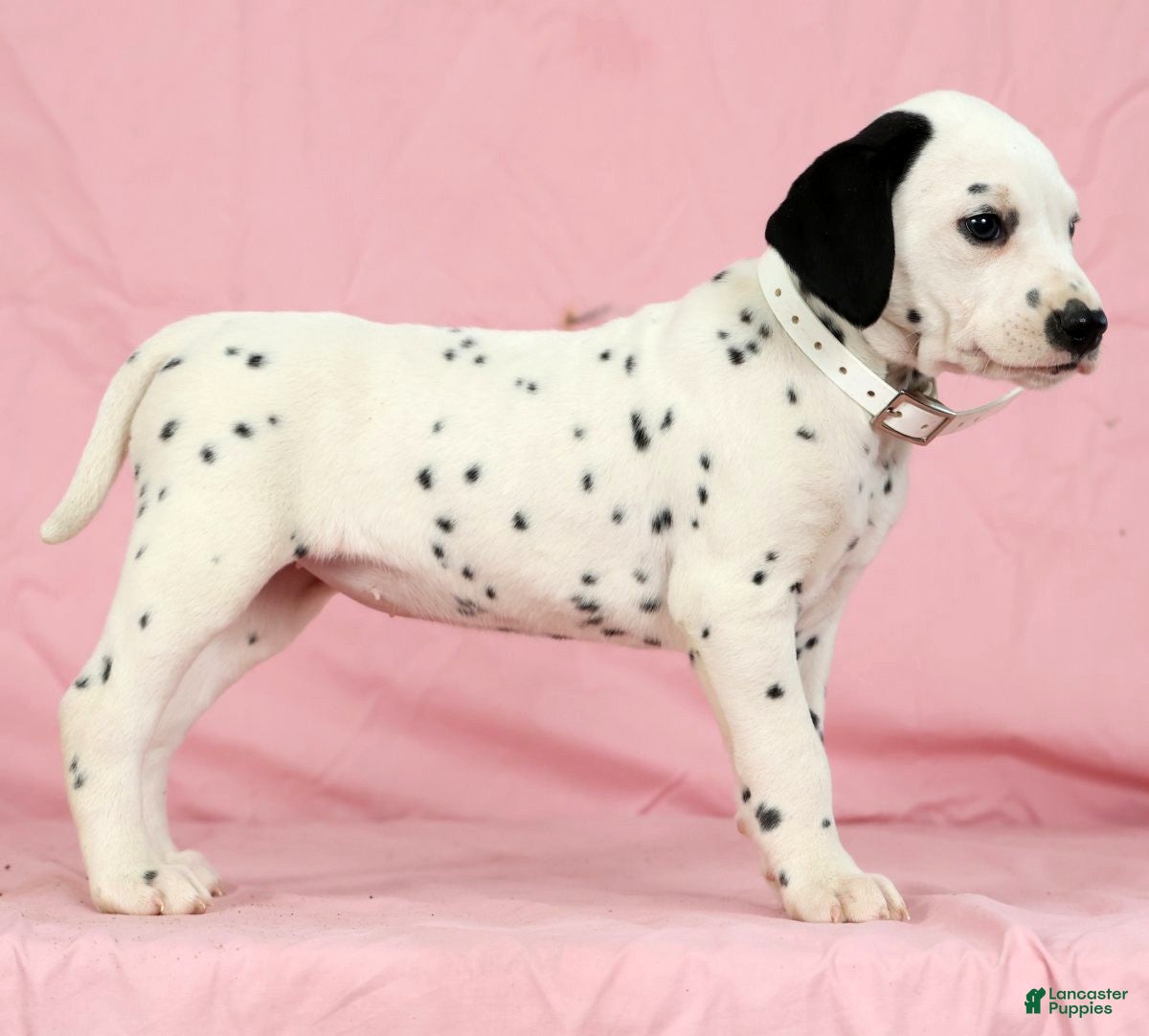 Dalmatian dogs Lily - Ad 2