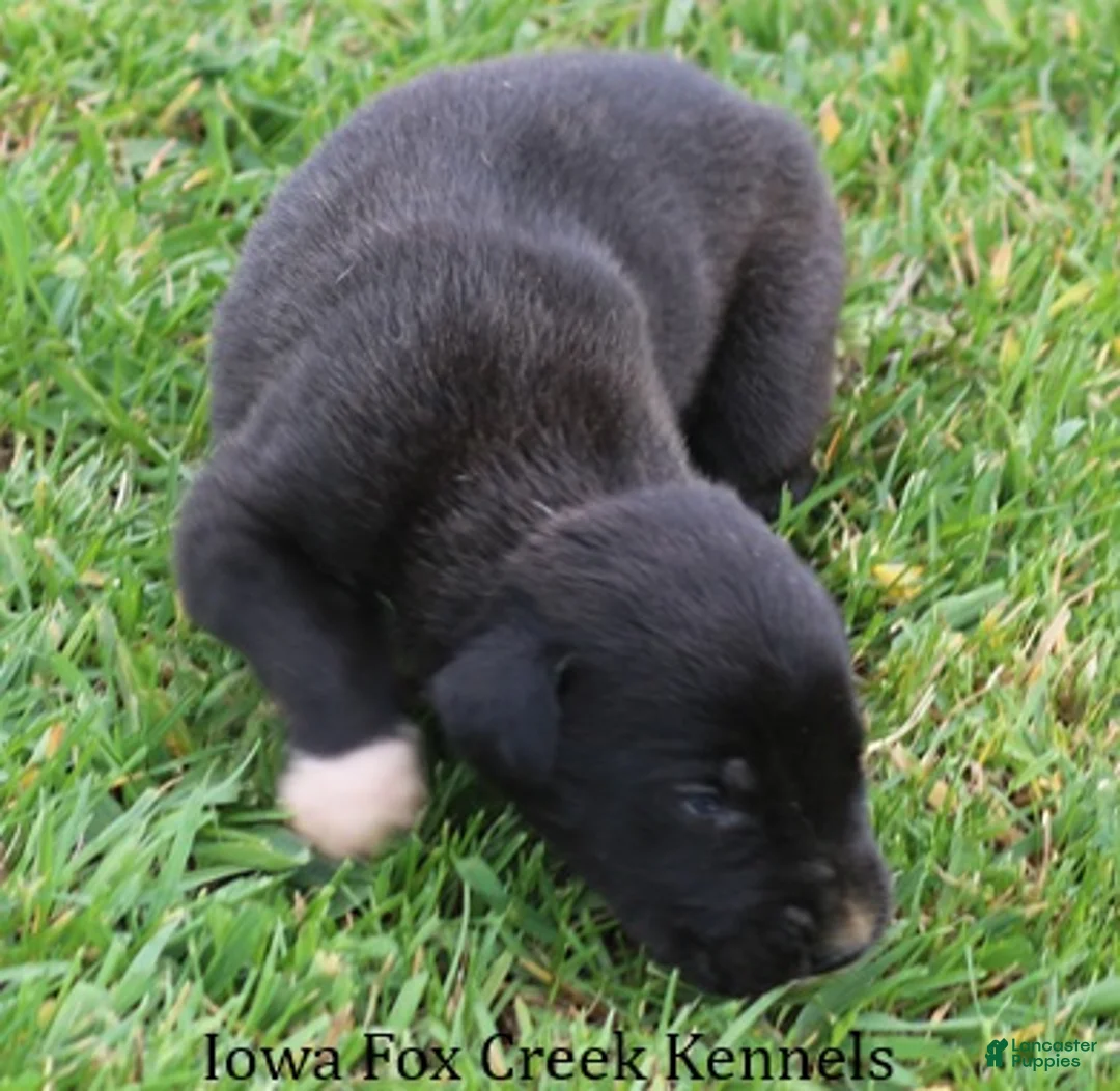 Great Dane dogs for sale: Mitzi - Ad 2