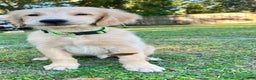 Golden Retriever dogs for sale: Golden Retriever Puppy 2 - Ad 1