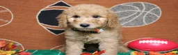 Goldendoodle dogs for sale: Meatball - Ad 4