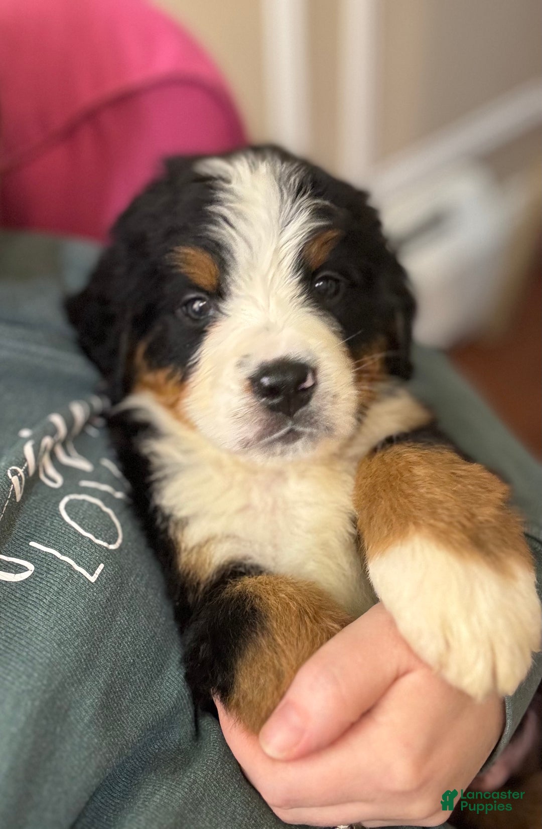 Bernese Mountain Dog dogs for sale: Indie - Ad 7