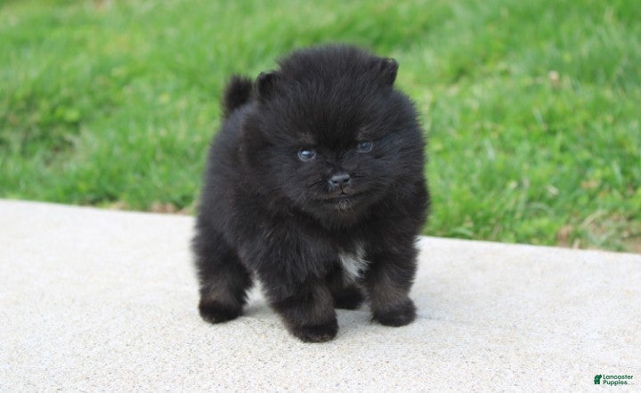 Pomeranian dogs Connie  - Ad 1