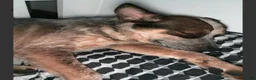 Australian Cattle Dog dogs for sale: Australian Cattle Dog 2 - Ad 4