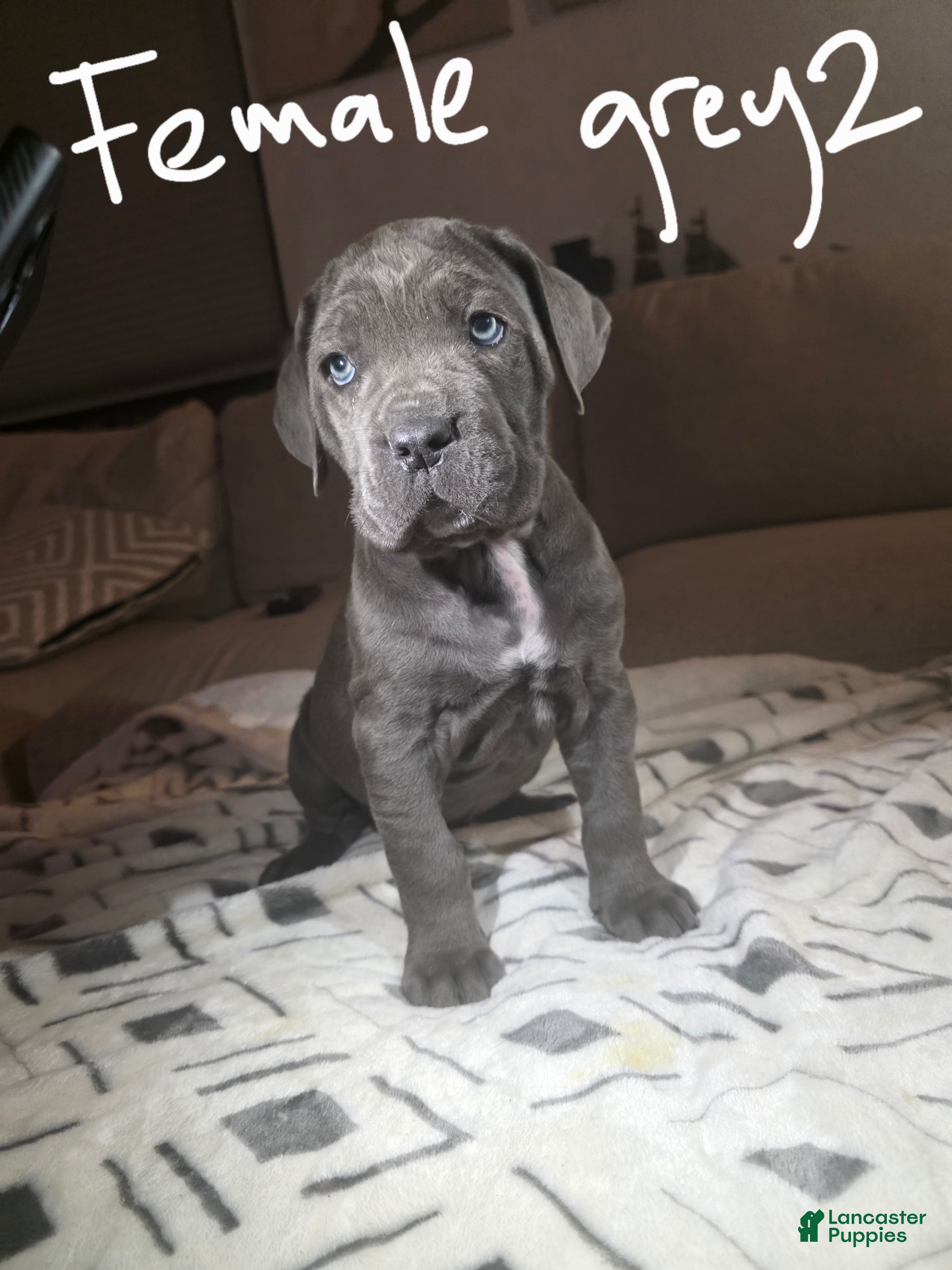 Cane Corso dogs Cane Corso Puppy 4 - Ad 12