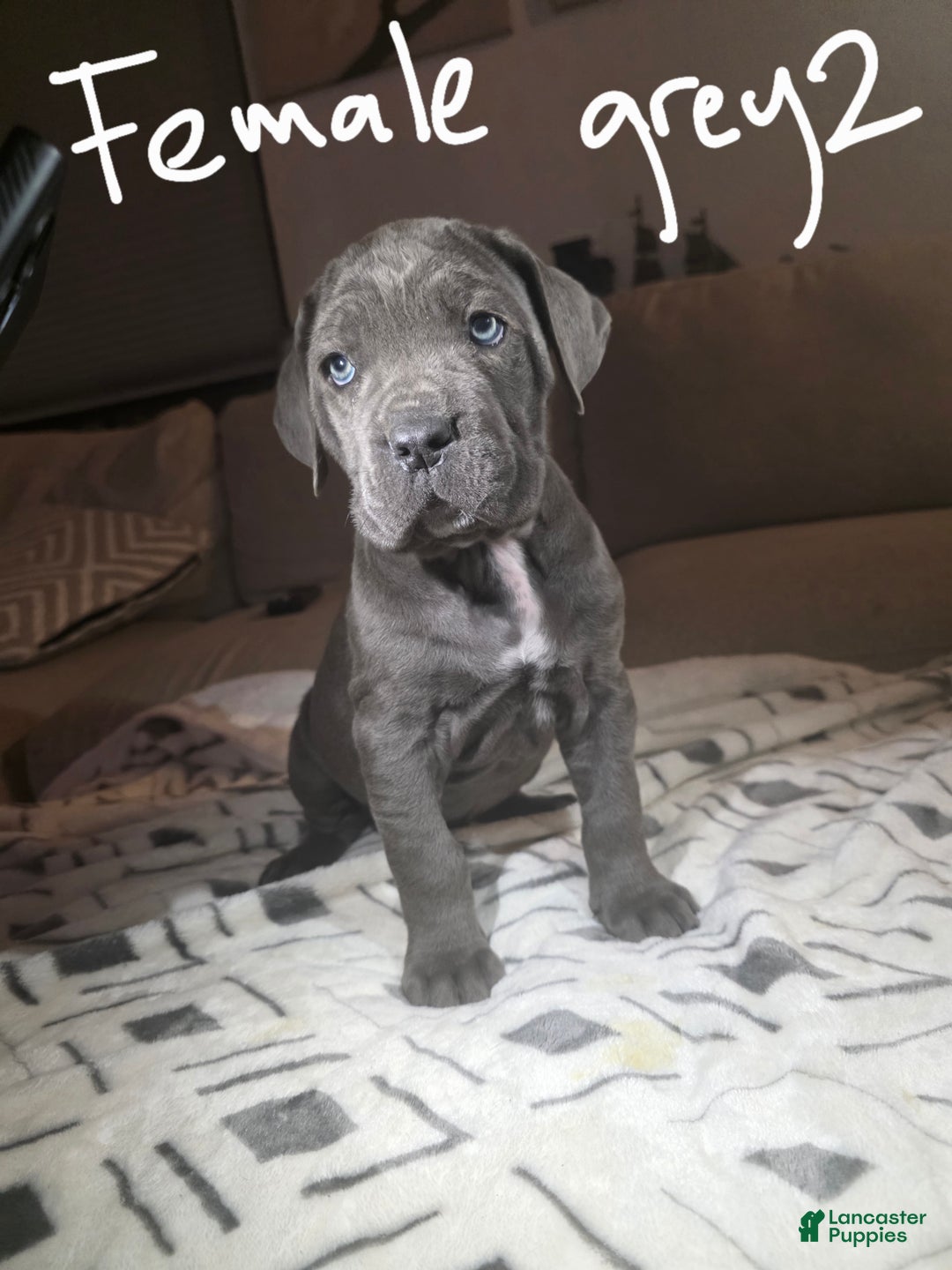 Cane Corso dogs for sale: Cane Corso Puppy 4 - Ad 1