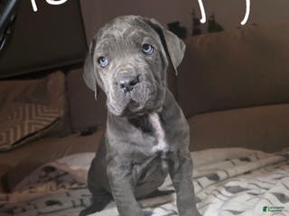 Cane Corso dogs Cane Corso Puppy 4 - Ad 8