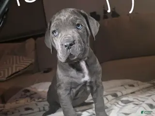 Cane Corso dogs Cane Corso Puppy 4 - Ad 17