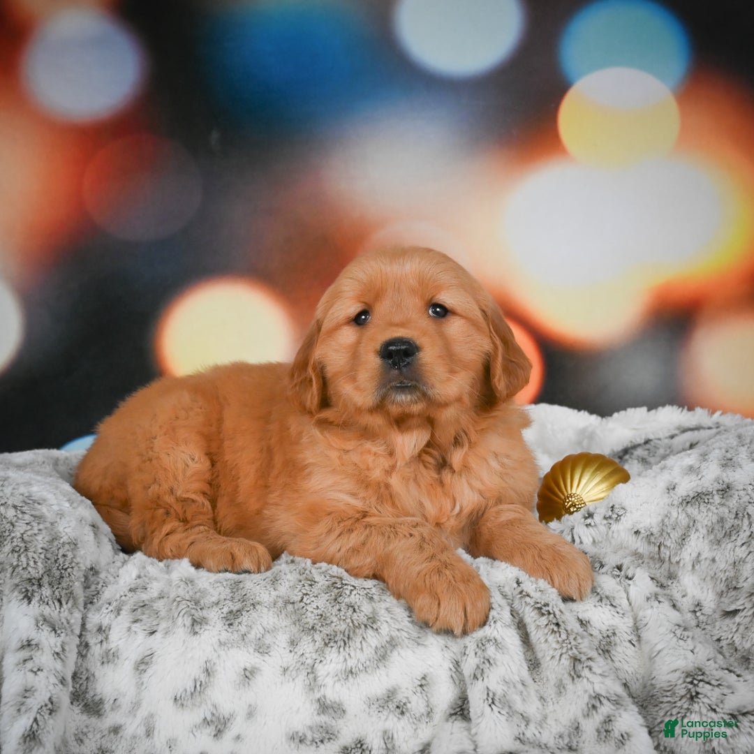 Golden Retriever dogs for sale: Bella - Ad 6