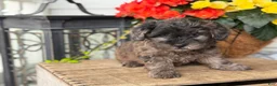 Mixed Breed dogs for sale: Quincey - Ad 12