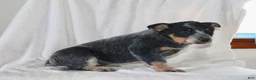 Australian Cattle Dog dogs for sale: Molly - Ad 4