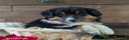 Mixed Breed dogs for sale: Brittany - Ad 1