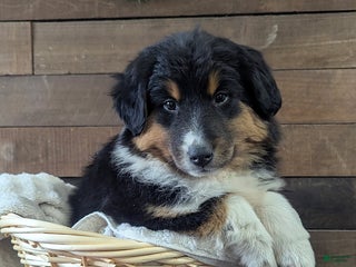 Mixed Breed dogs Brittany - Ad 18