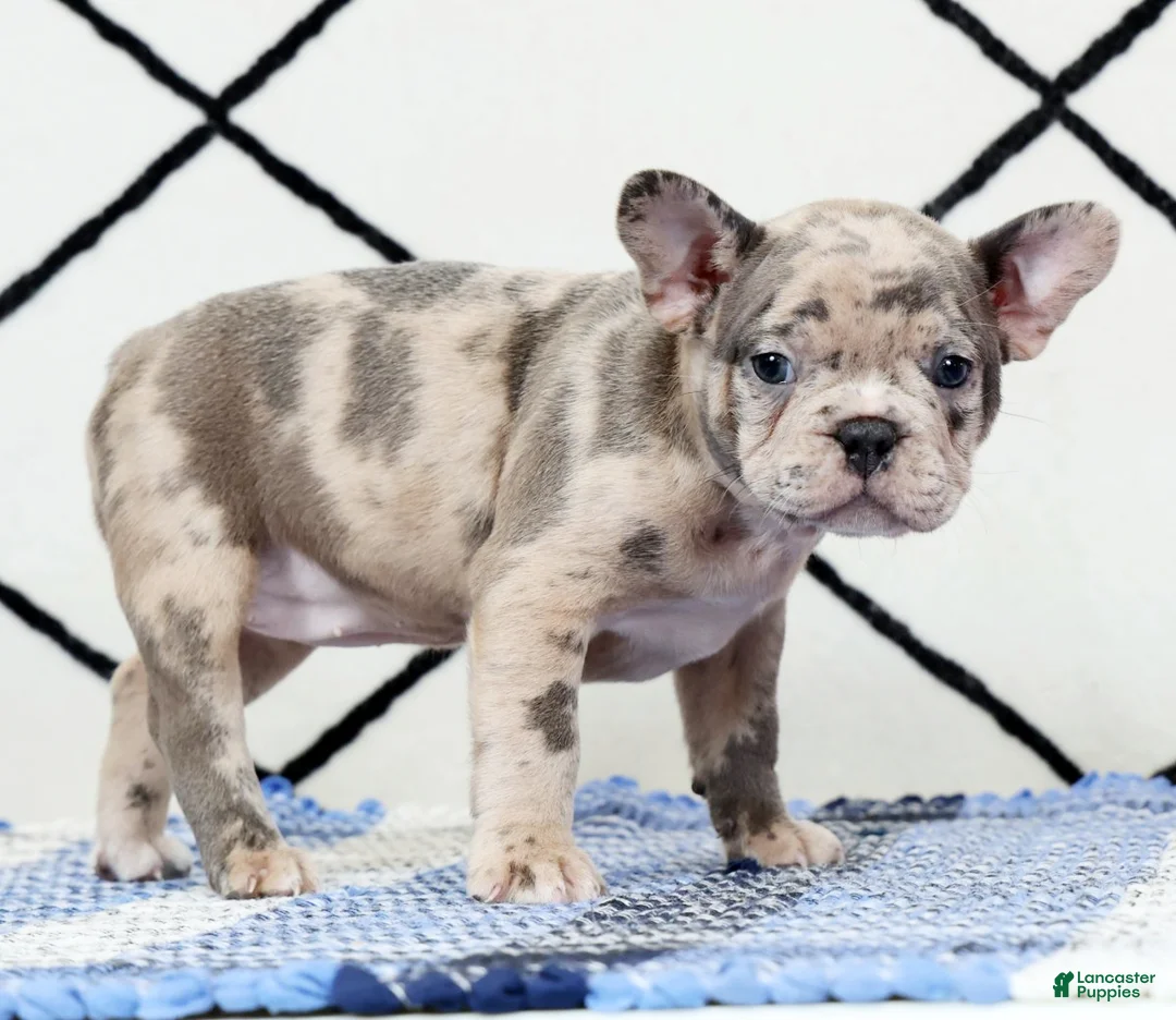 Frenchton dogs for sale: Melody - Ad 2