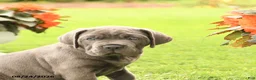 Cane Corso dogs for sale: Dirk - Ad 5