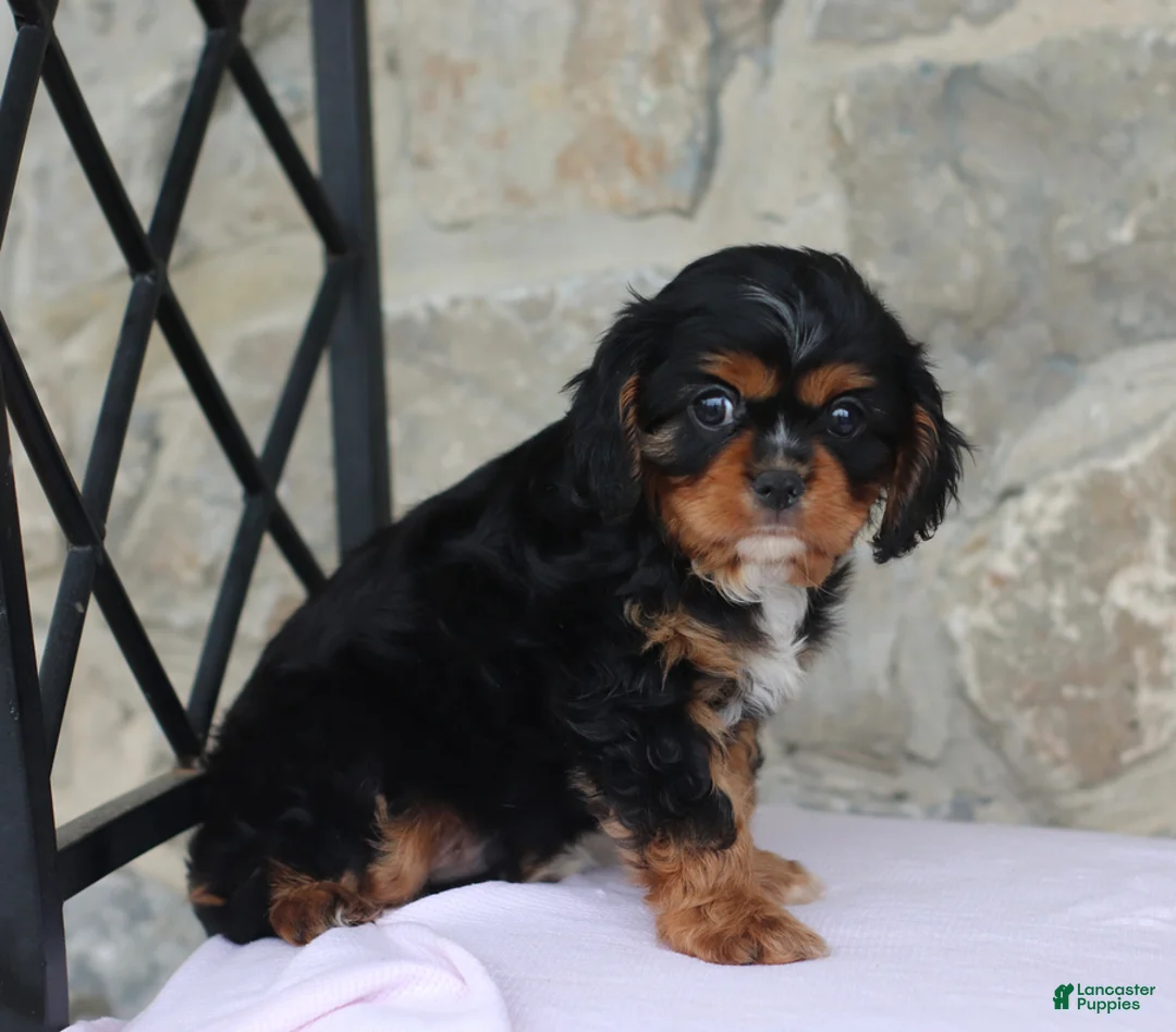 Cavalier King Charles Spaniel dogs for sale: Hadley - Ad 4