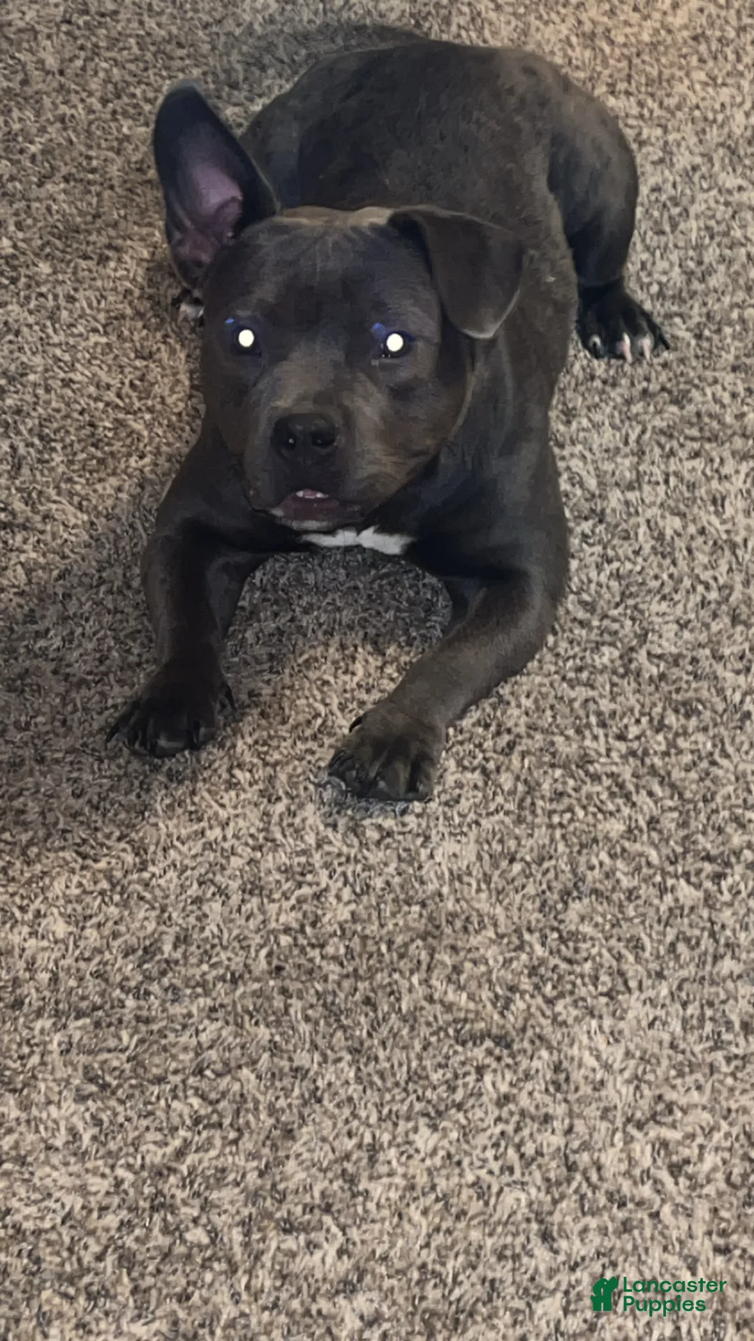 American Bully dogs for sale: American Bully Puppy 1 - Ad 2