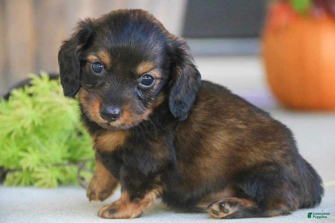 Miniature Dachshund dogs for sale: Eddie Miniature Dachshund  - Ad 1