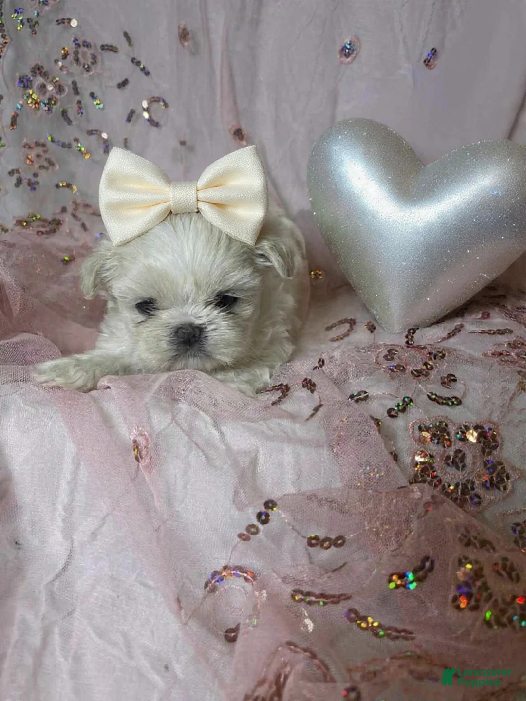 Shih Tzu dogs for sale: Shih Tzu Puppy 3 - Ad 1