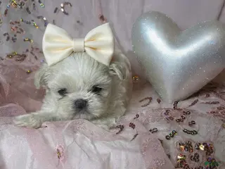 Shih Tzu dogs Shih Tzu Puppy 3 - Ad 2