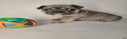 French Bulldog dogs for sale: Debo - Ad 3