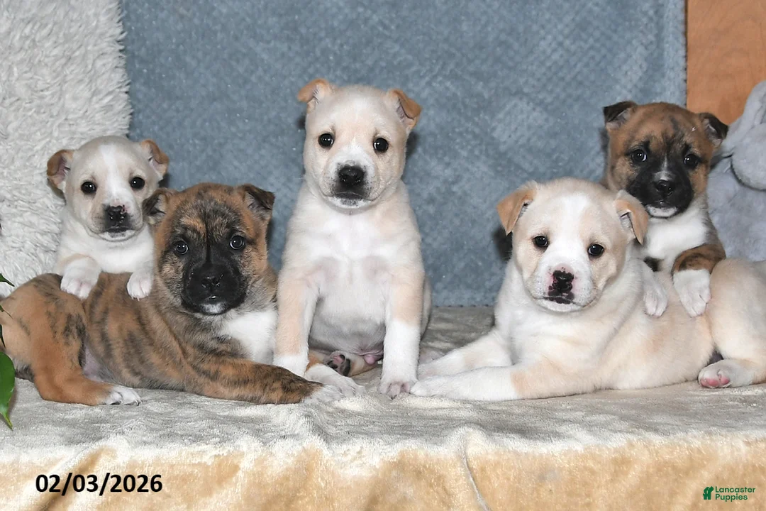 Mixed Breed dogs for sale: Shelia - Ad 5