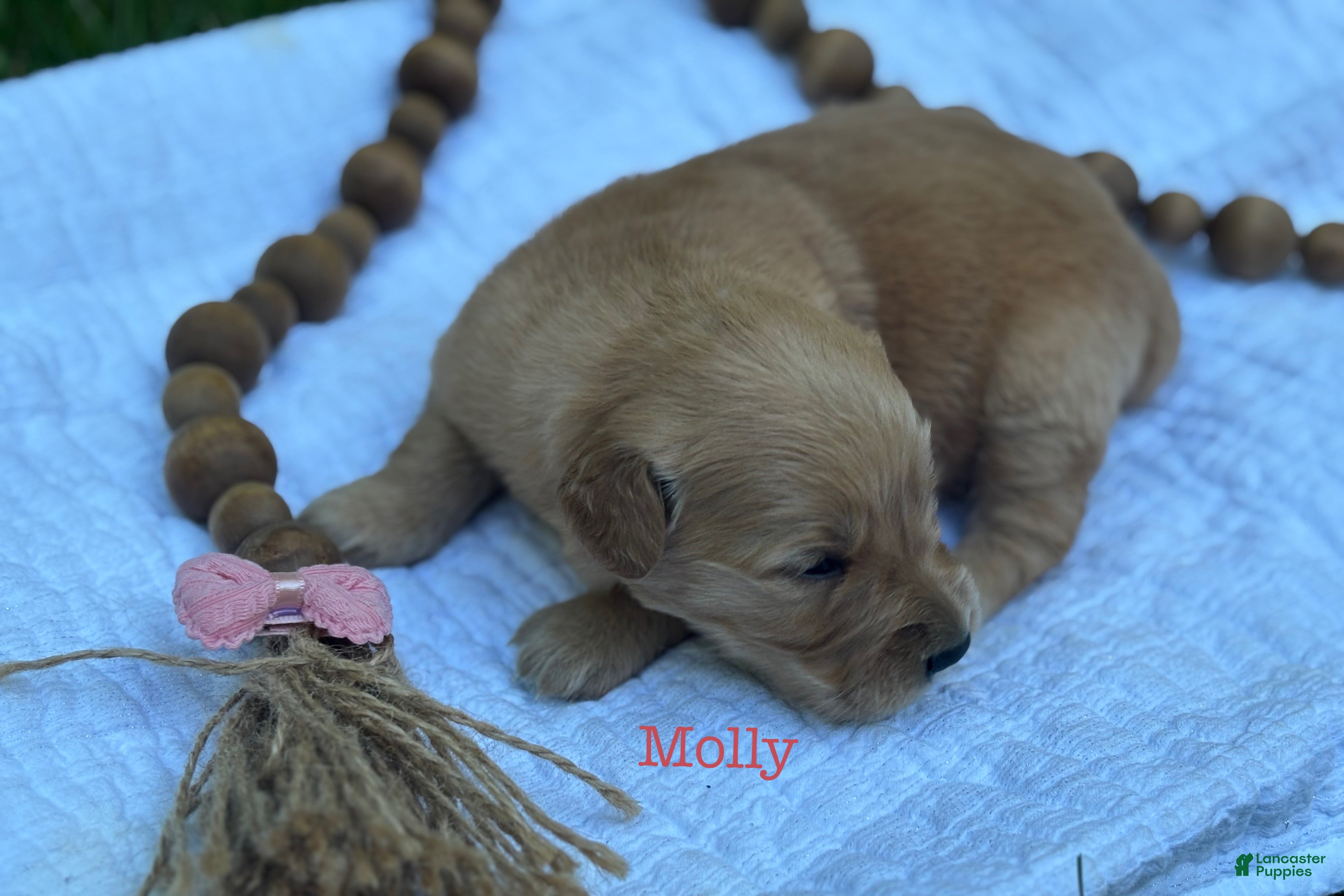 Golden Retriever dogs Molly - Ad 1