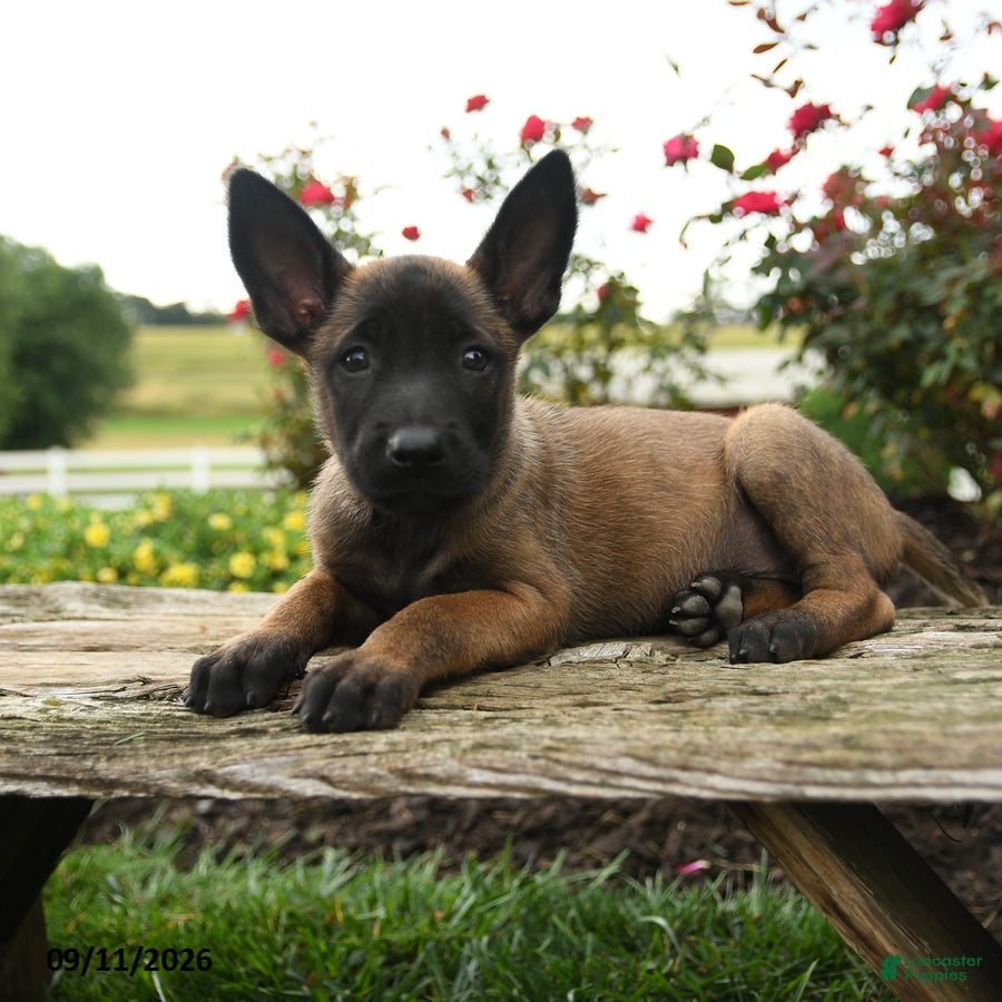 Belgian Malinois dogs Nala - Ad 2