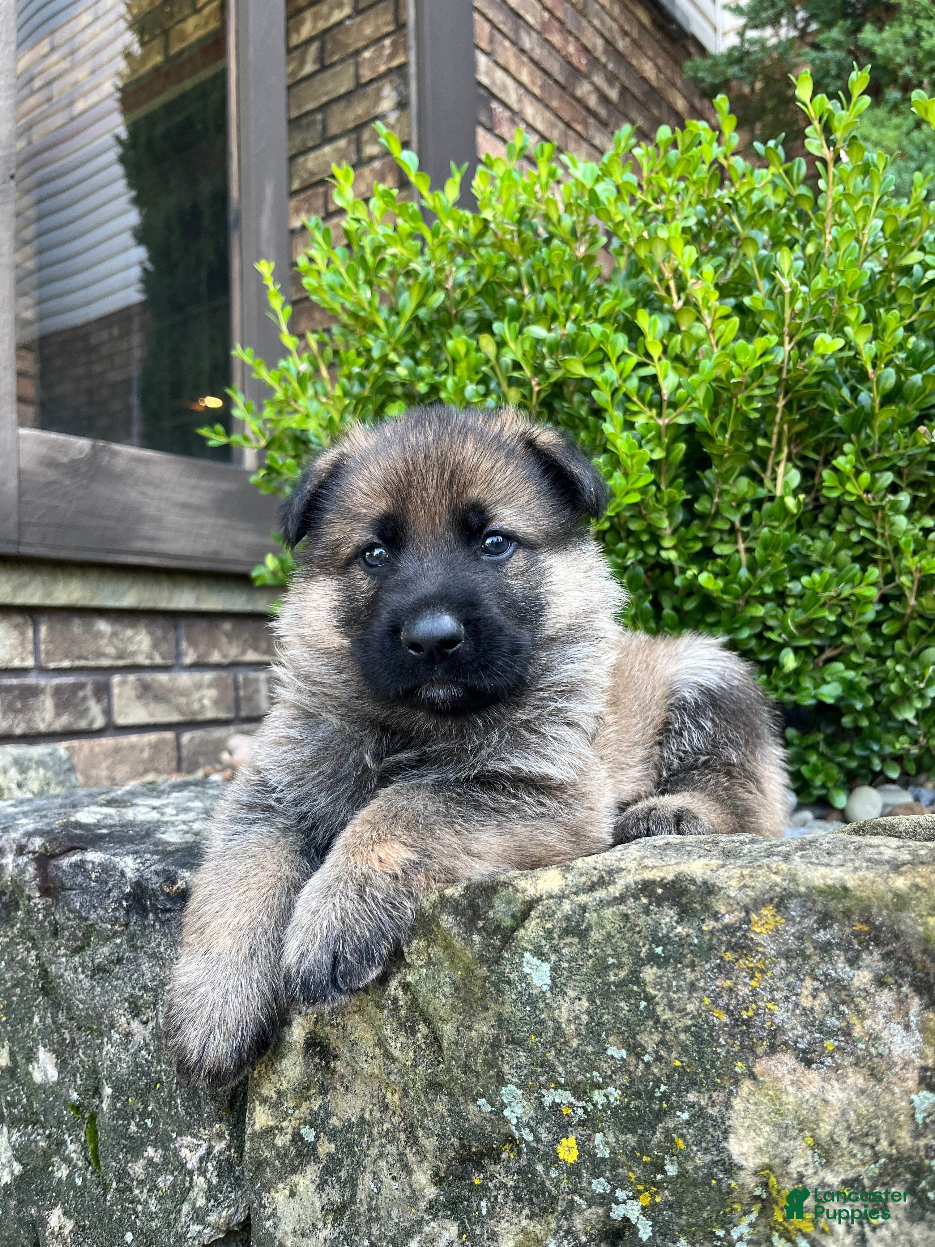German Shepherd dogs Simba - Ad 2