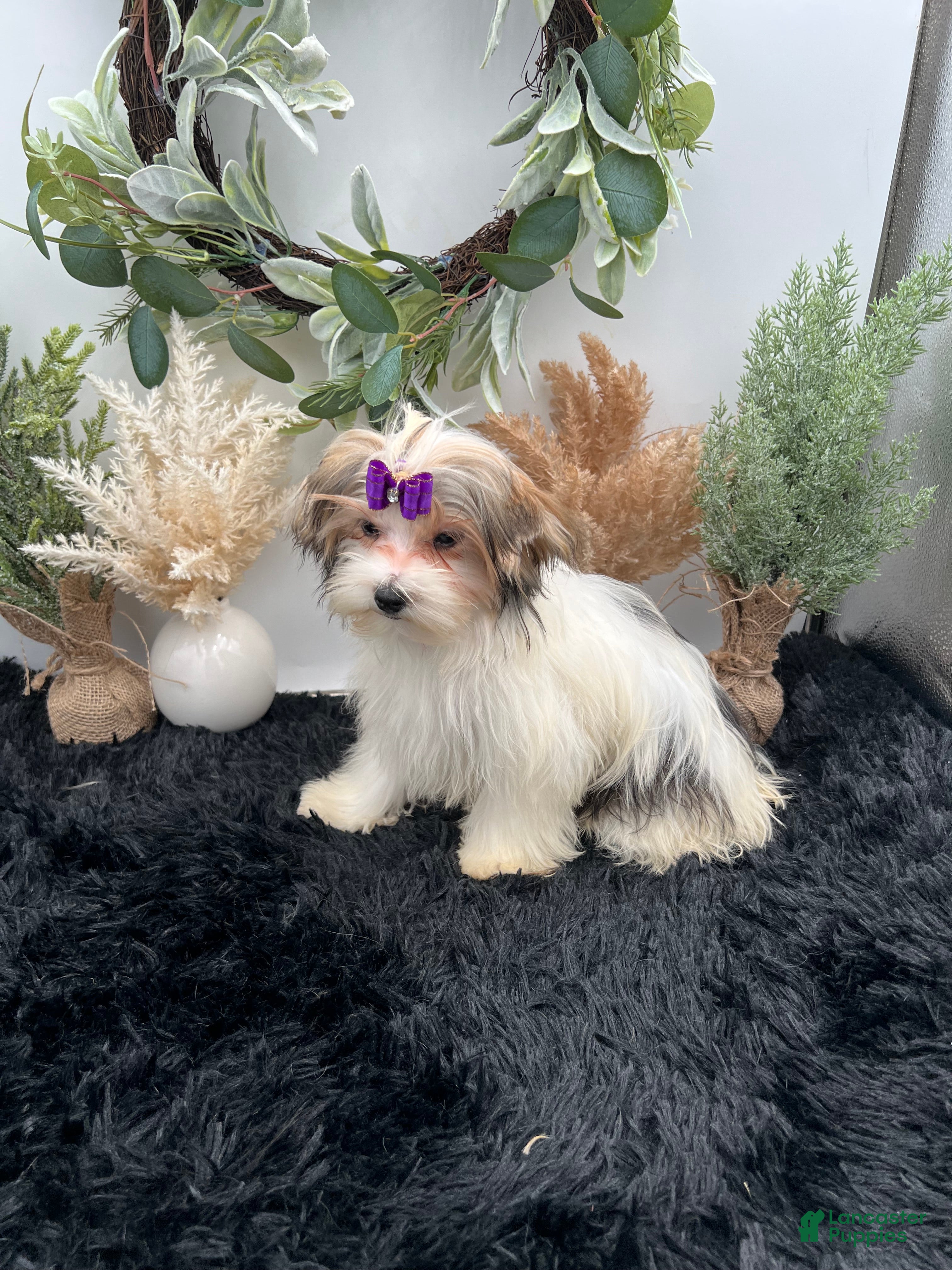 Morkie