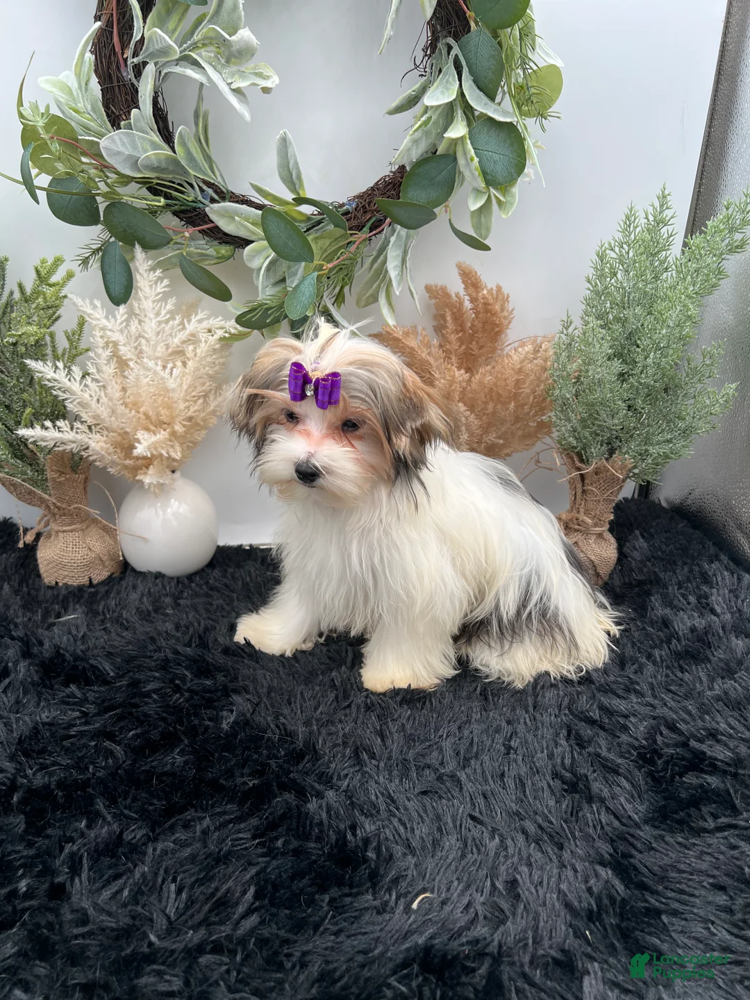 Morkie dogs for sale: Daffey the beautiful little Morkie - Ad 1