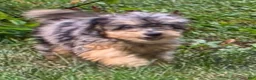 Miniature Poodle dogs for sale: Maple  - Ad 7
