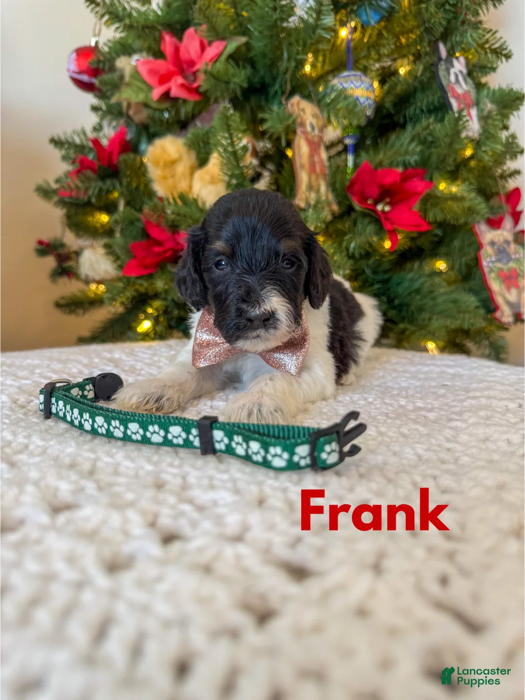 Mini Bernedoodle dogs for sale: Frank - Ad 4
