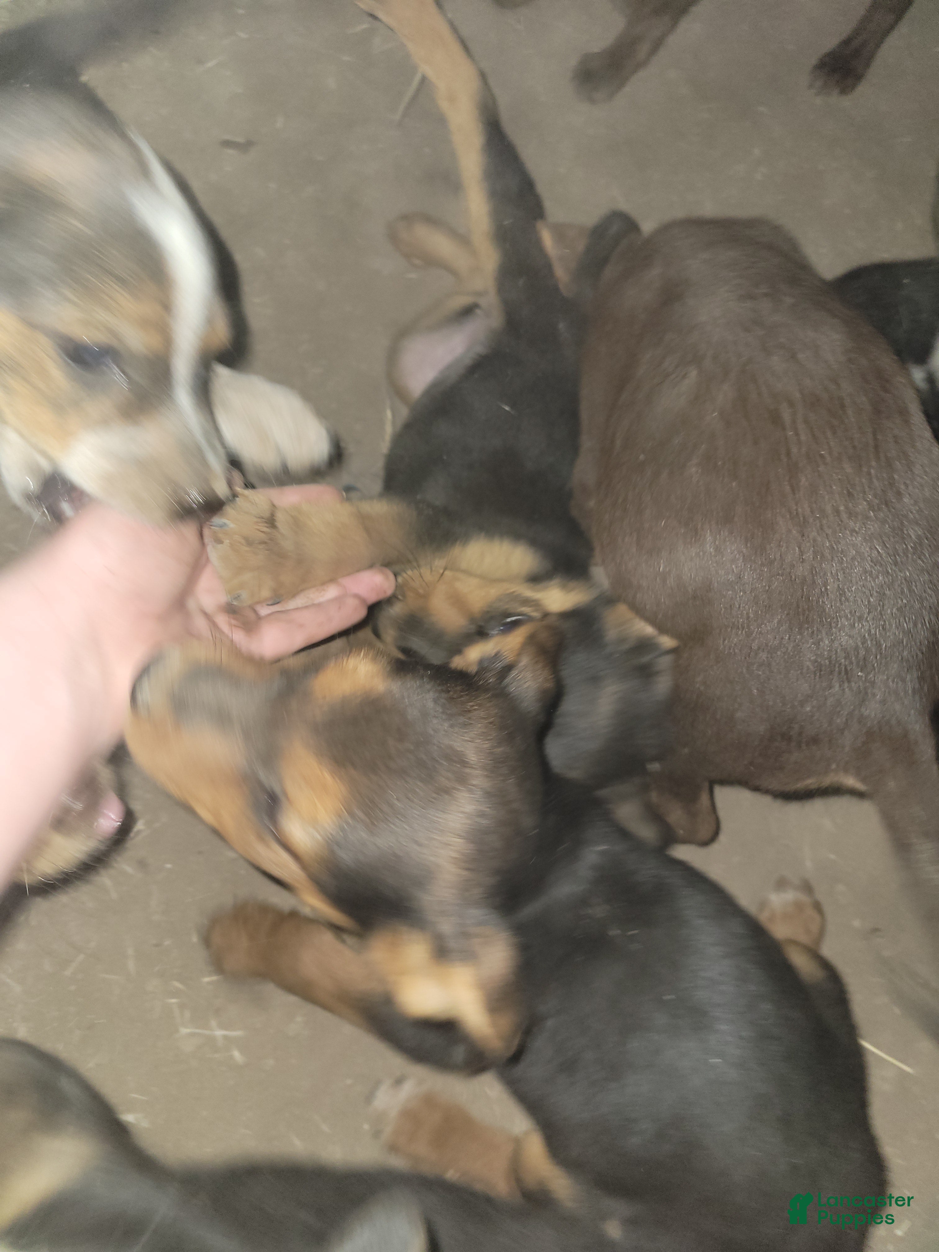 Mixed Breed dogs Mixed Breed 7 - Ad 38