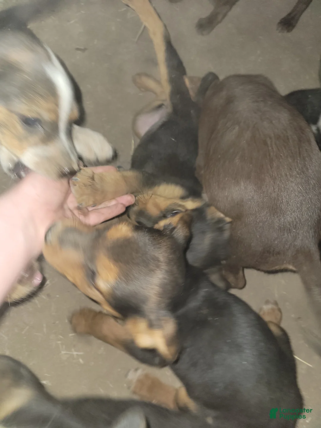 Mixed Breed dogs for sale: Mixed Breed 7 - Ad 1