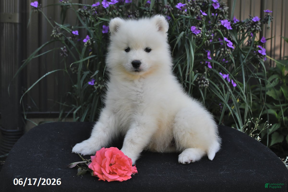 Samoyed dogs Rocky - Ad 1
