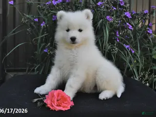Samoyed dogs for sale: Rocky - Ad 1