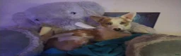 Mixed Breed dogs for sale: Nathan - Ad 4