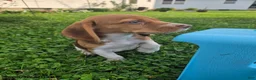 Beagle dogs for sale: Popeye - Ad 5