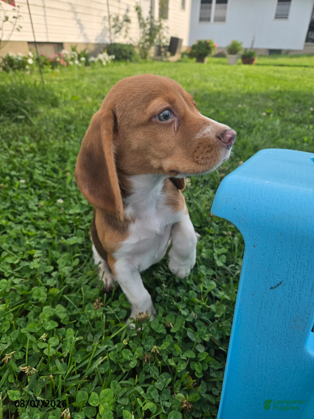 Beagle dogs for sale: Popeye - Ad 5