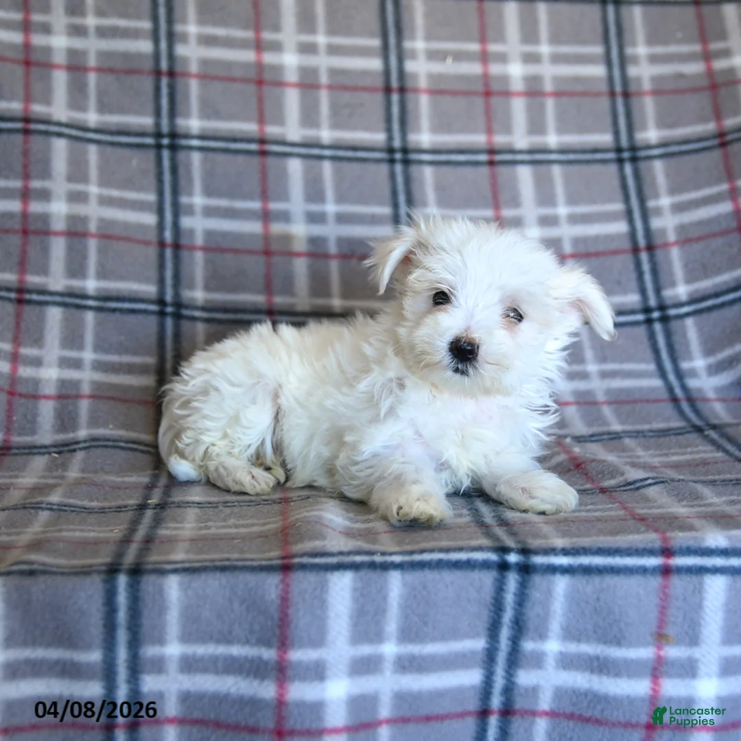Maltese dogs for sale: Tina - Ad 5